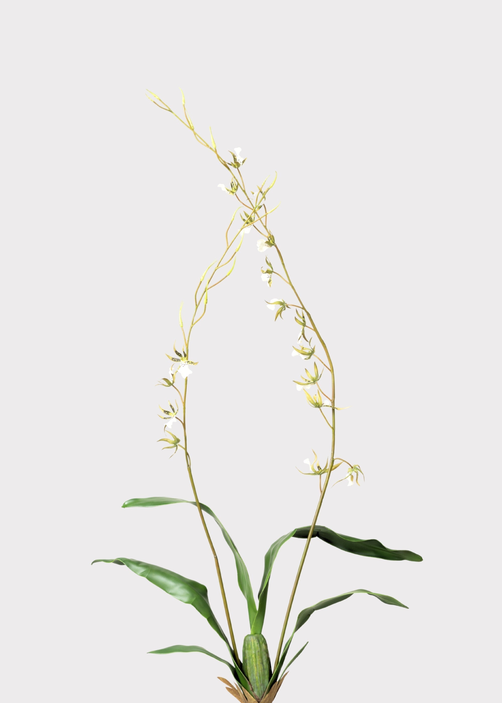 Tall Artificial Blooming Brassia Orchid Plant - 52"