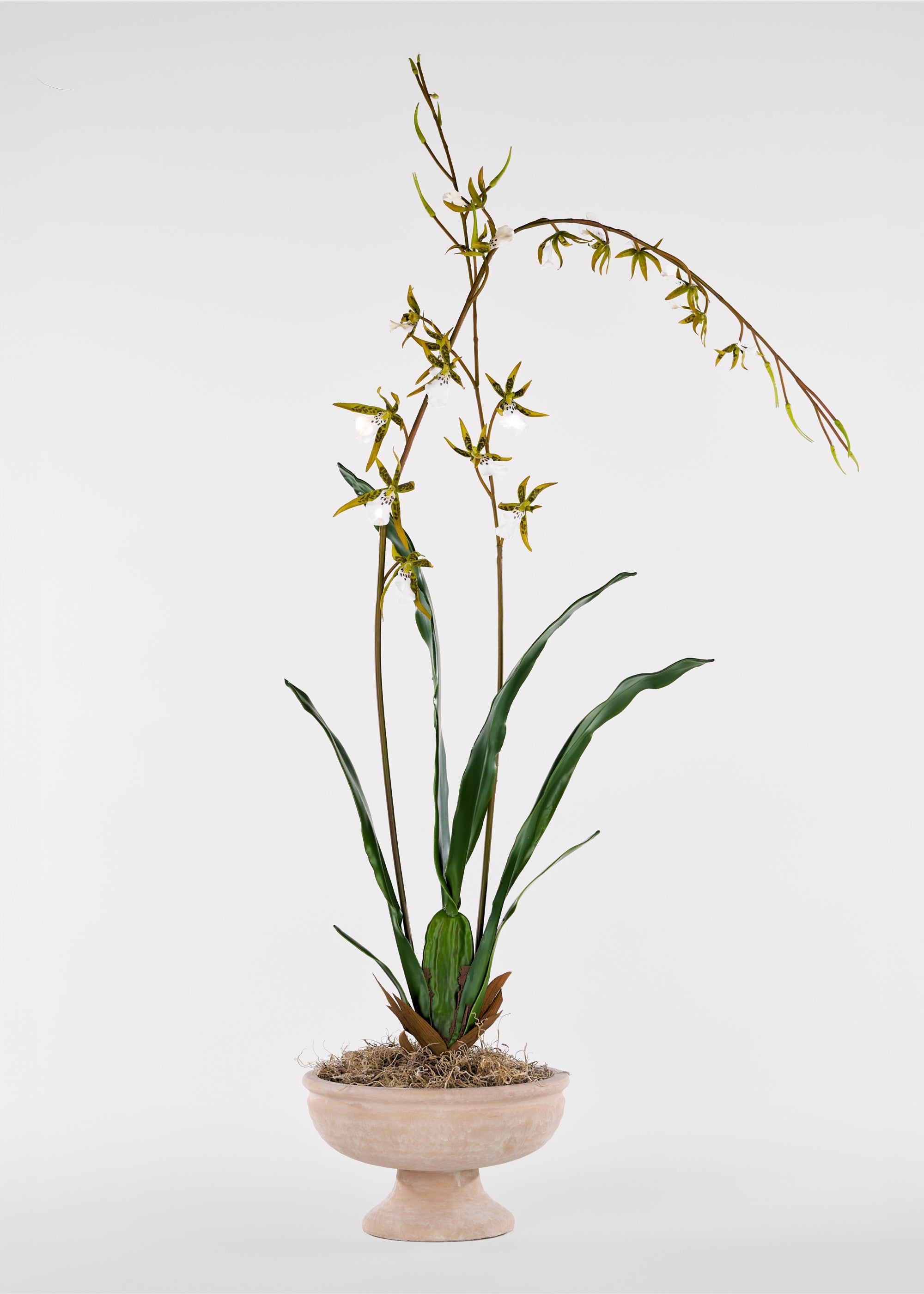 Tall Artificial Blooming Brassia Orchid Plant - 52"
