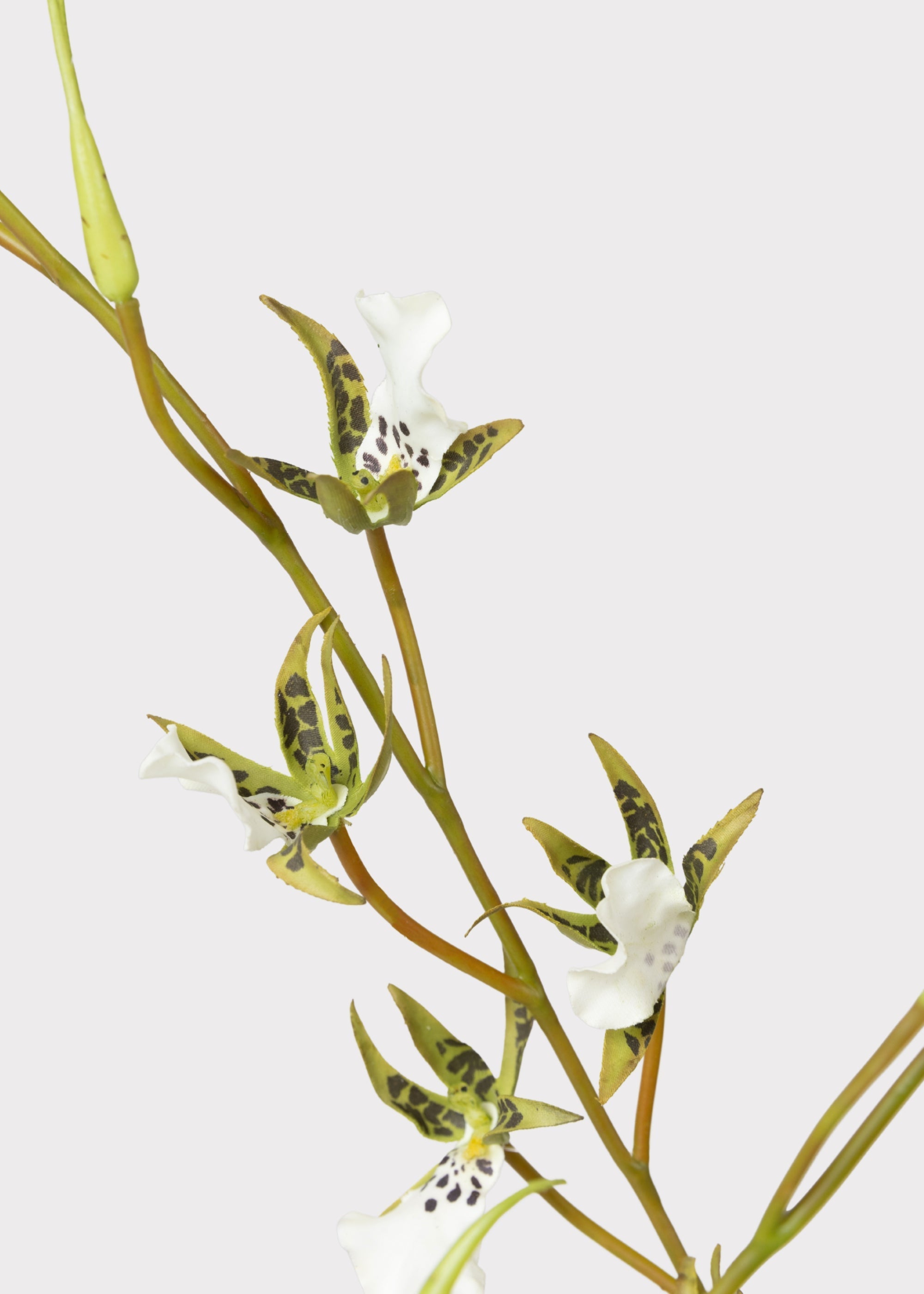Tall Artificial Blooming Brassia Orchid Plant - 52"