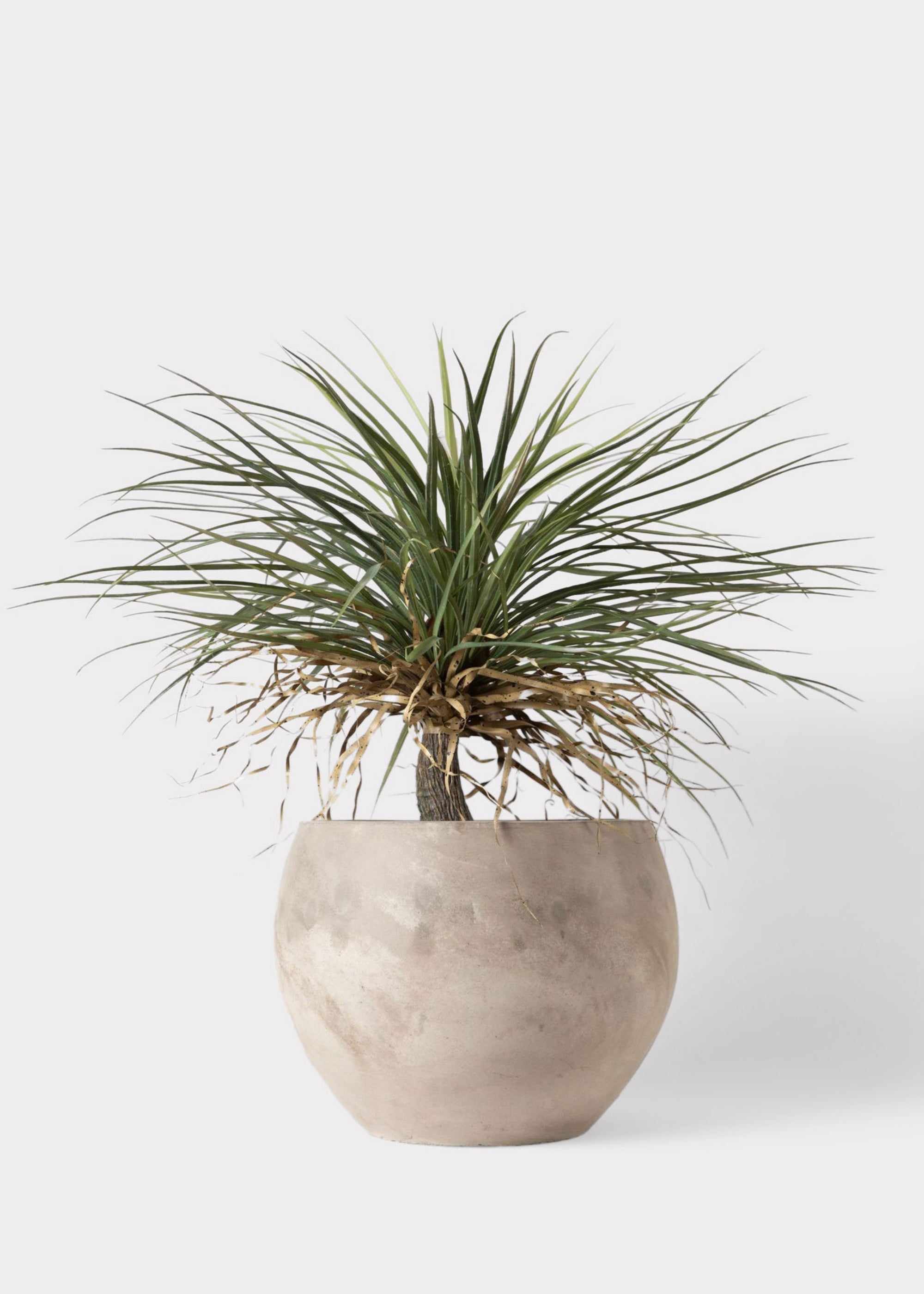 Faux Potted Palm Tree Plant in Cement Planter - 40"