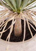 Faux Potted Palm Tree Plant in Cement Planter - 40"