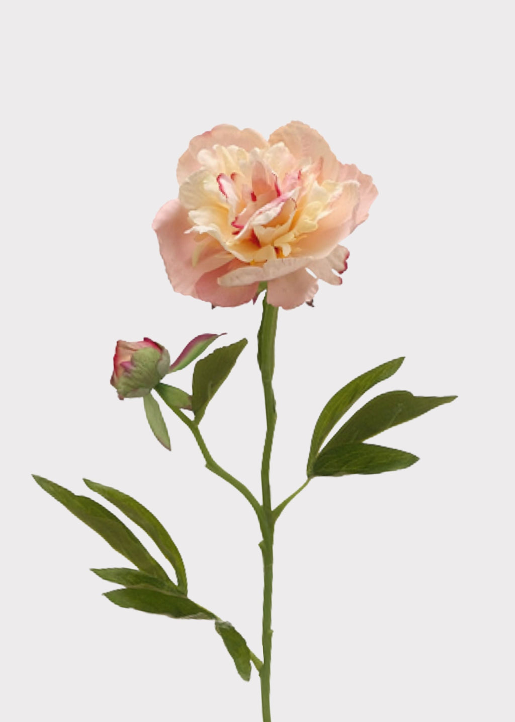 Blushing Nectar Faux Peony Flower - 22"