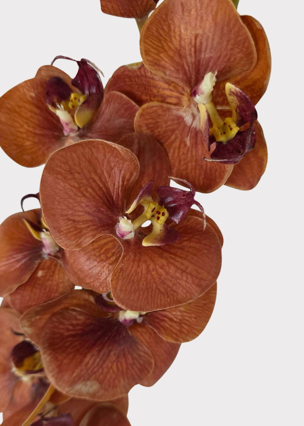 Real Touch Fake Phalaenopsis Orchid in Fall Burnt Orange Hue - 31"