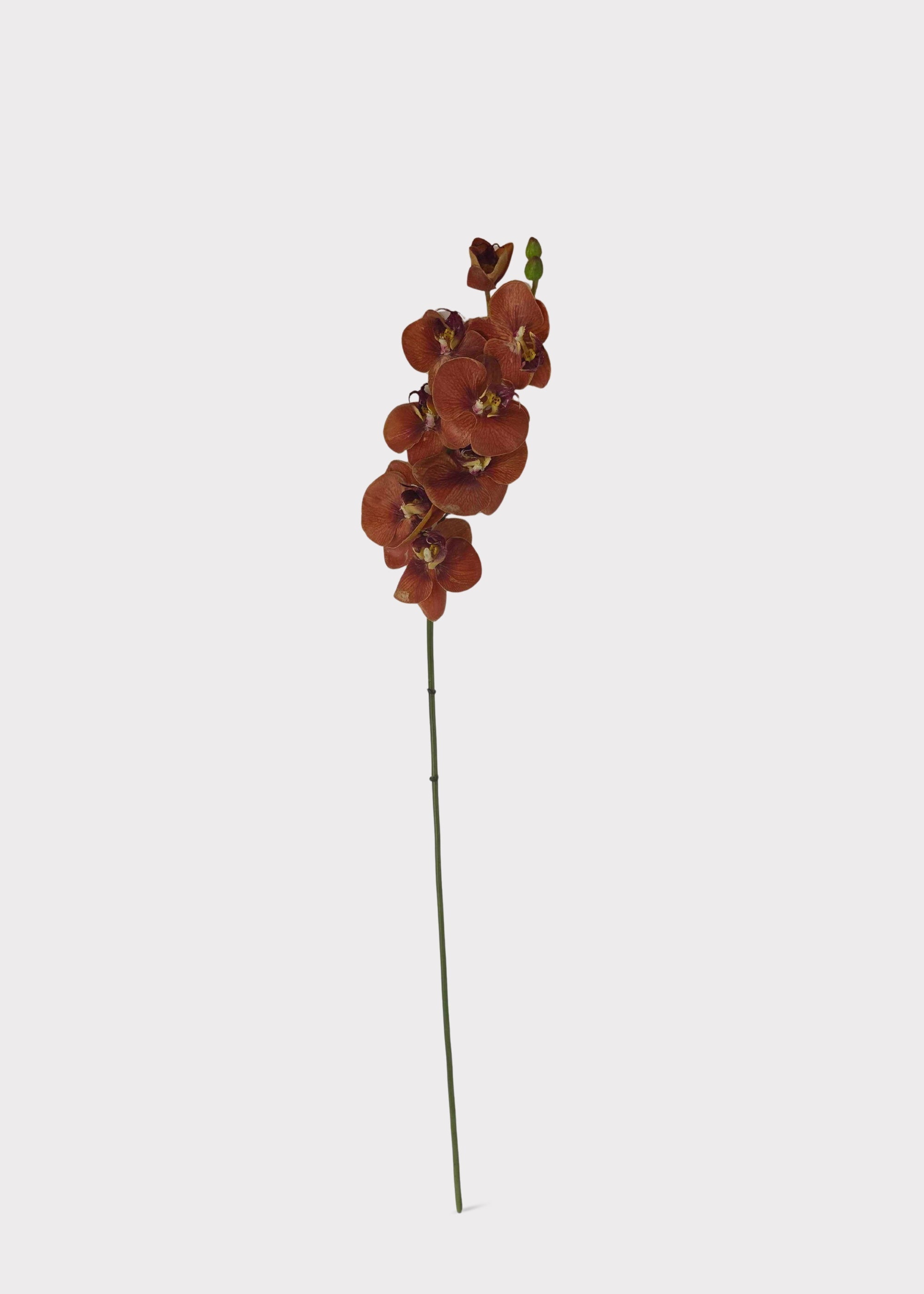 Real Touch Fake Phalaenopsis Orchid in Fall Burnt Orange Hue - 31"