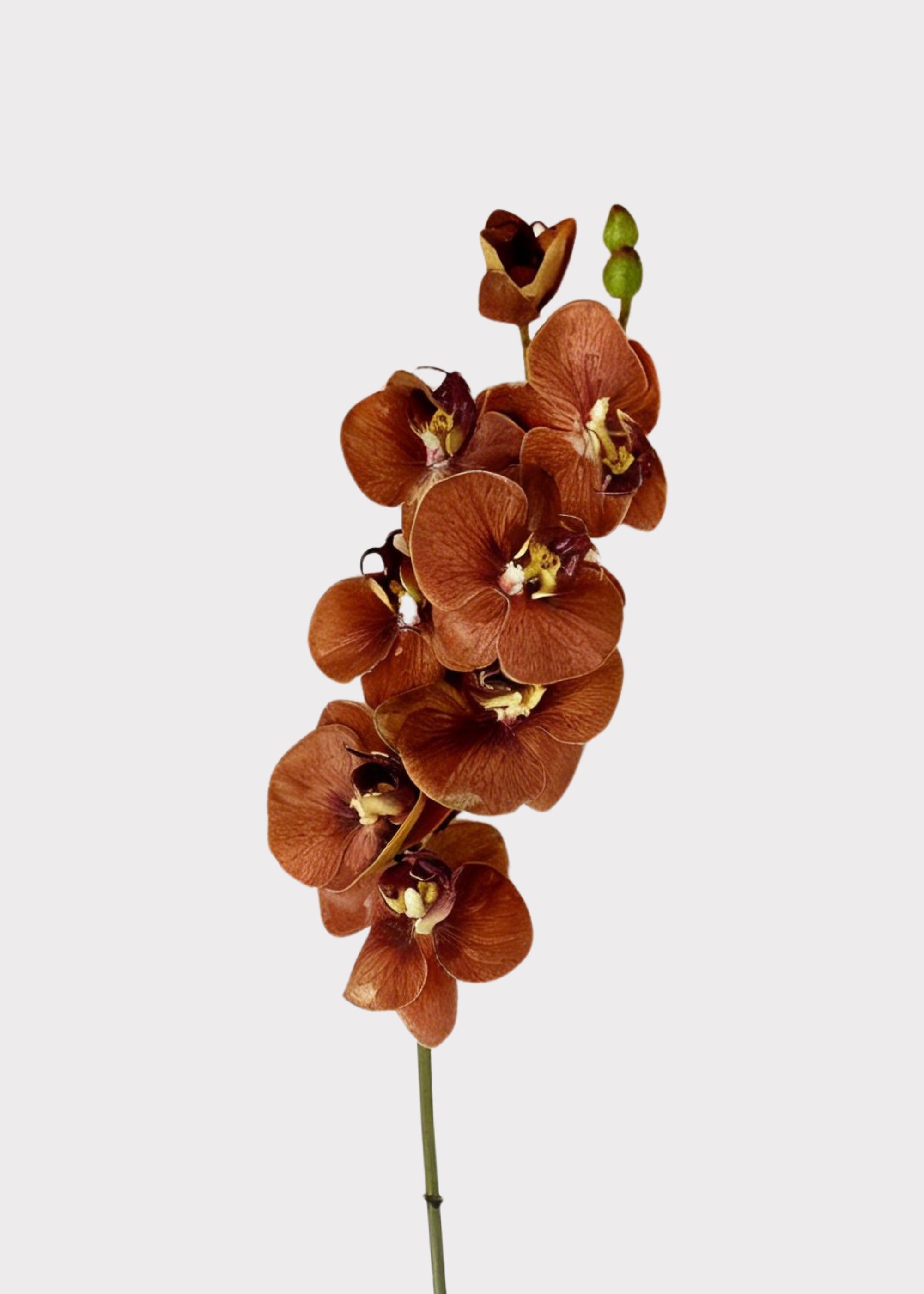Real Touch Fake Phalaenopsis Orchid in Fall Burnt Orange Hue - 31"