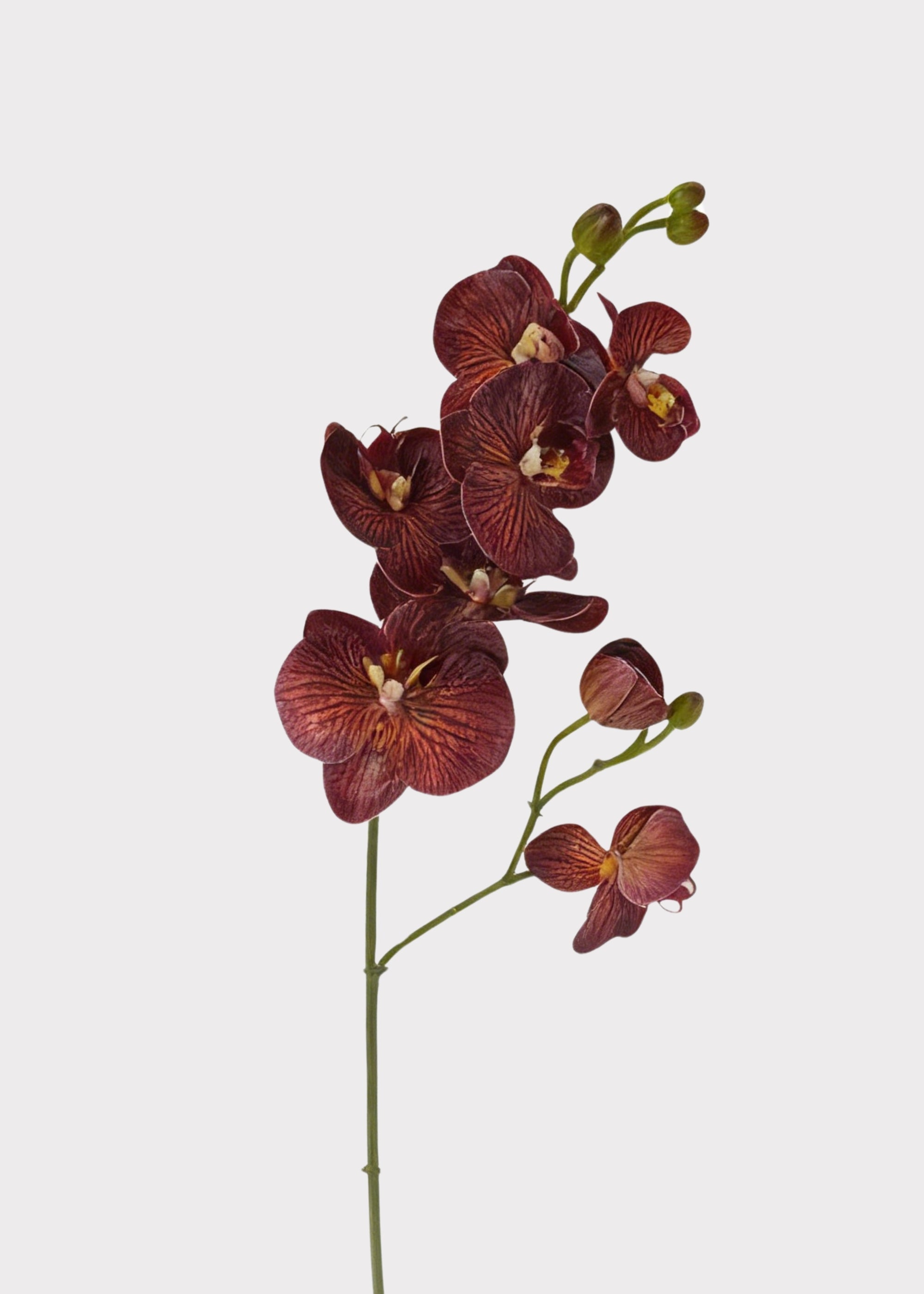 Autumn Brown Real Touch Fake Phalaenopsis Orchid - 31"