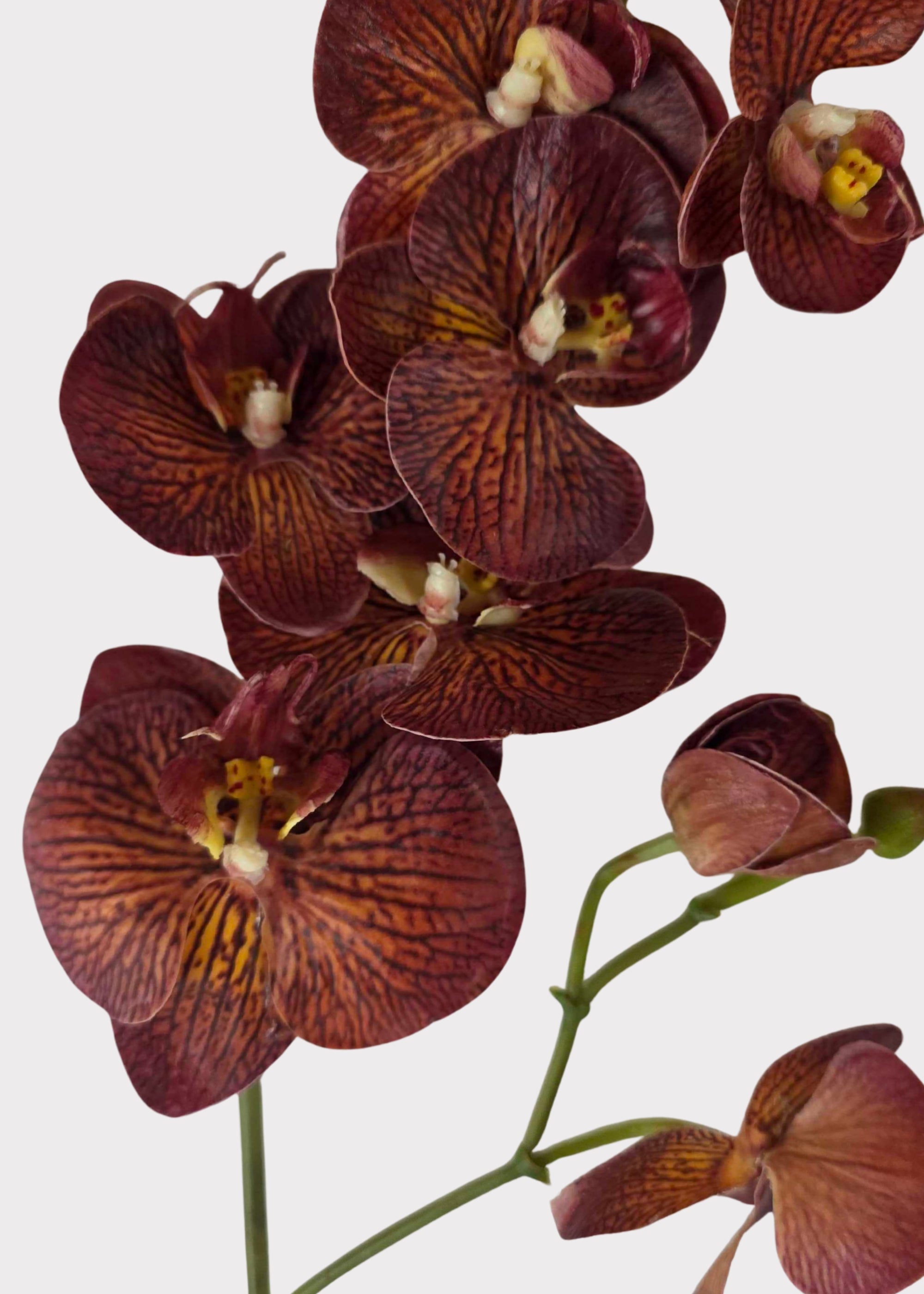 Autumn Brown Real Touch Fake Phalaenopsis Orchid - 31"