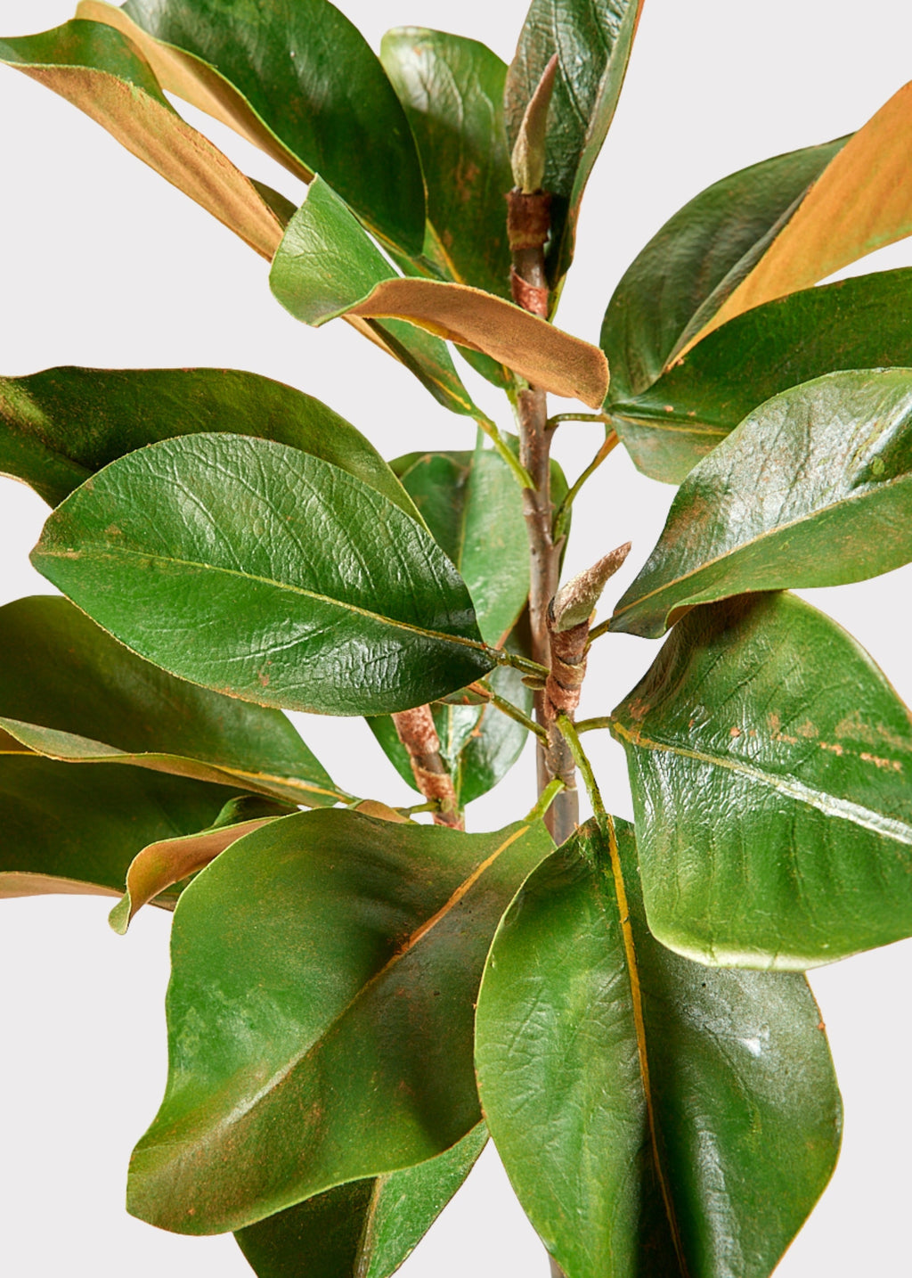 Faux Magnolia Leaf Branch - 41"