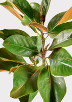 Faux Magnolia Leaf Branch - 41"