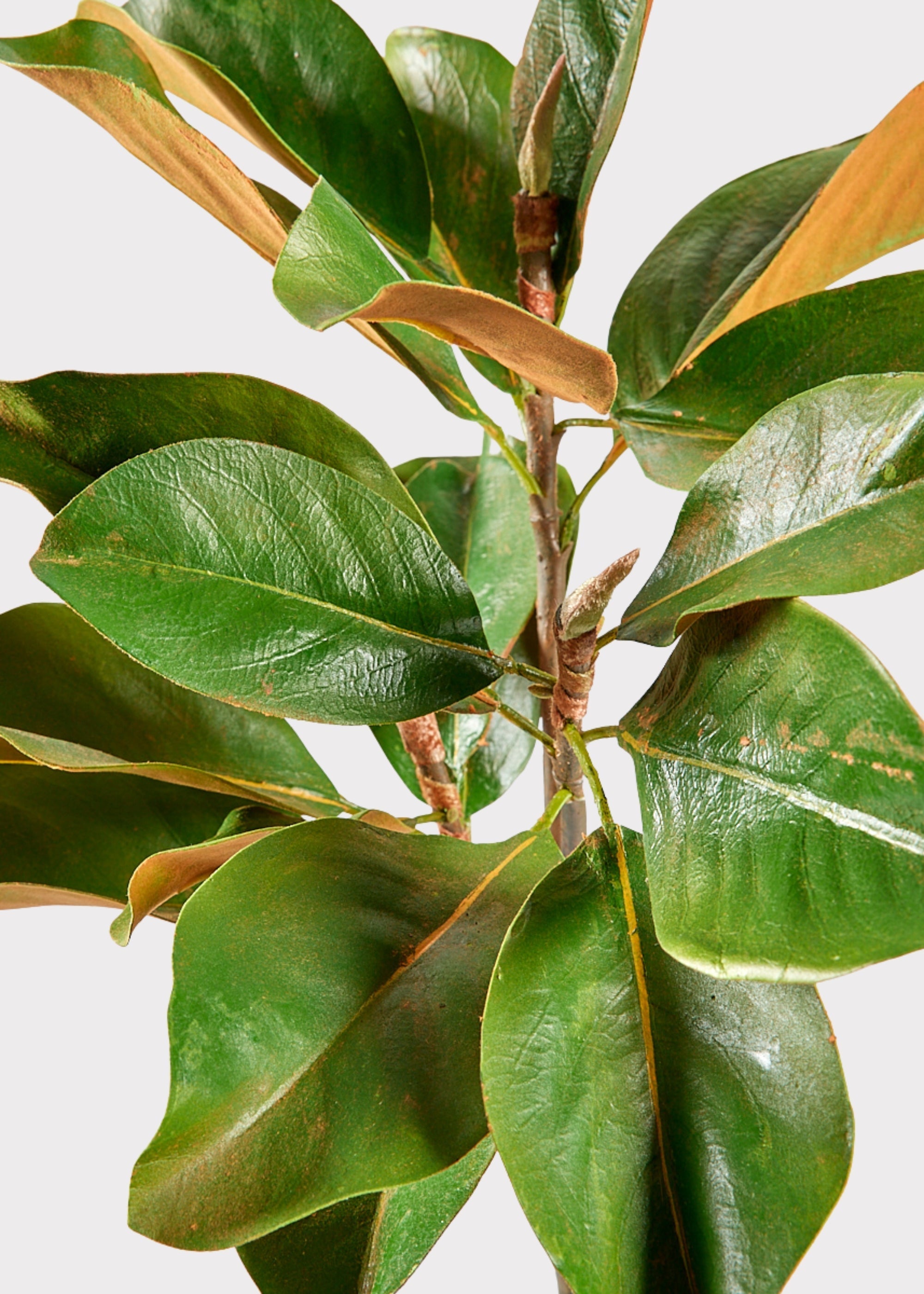 Faux Magnolia Leaf Branch - 41"