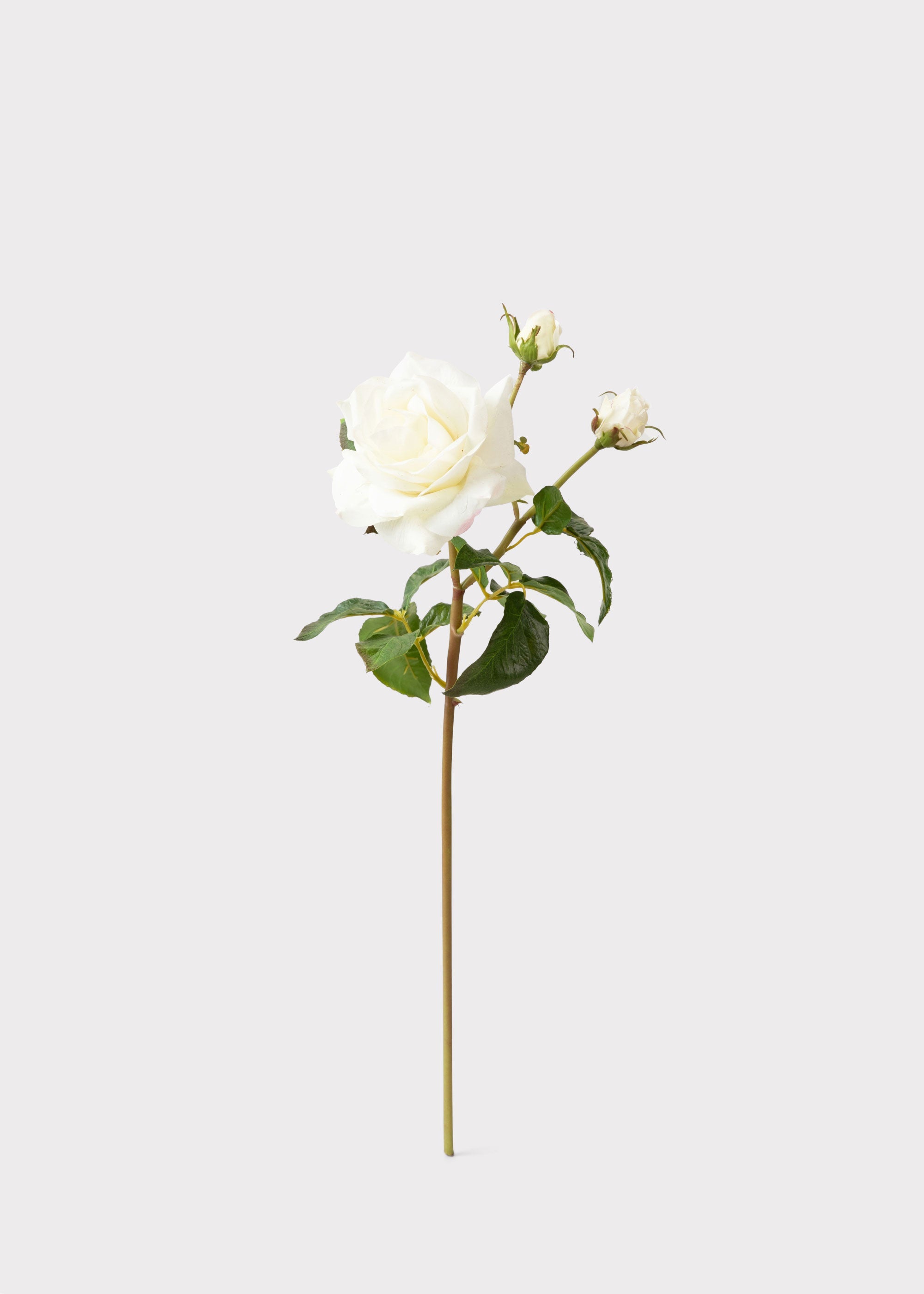 Cream White Real Touch Juliet English Rose - 22"