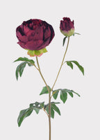 Plum Fuchsia Real Touch Peony - 27"