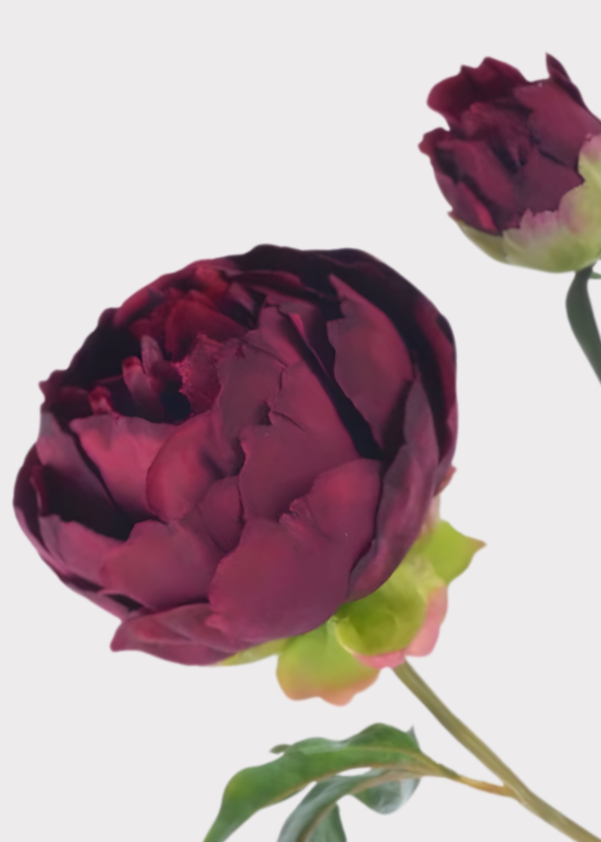 Plum Fuchsia Real Touch Peony - 27"