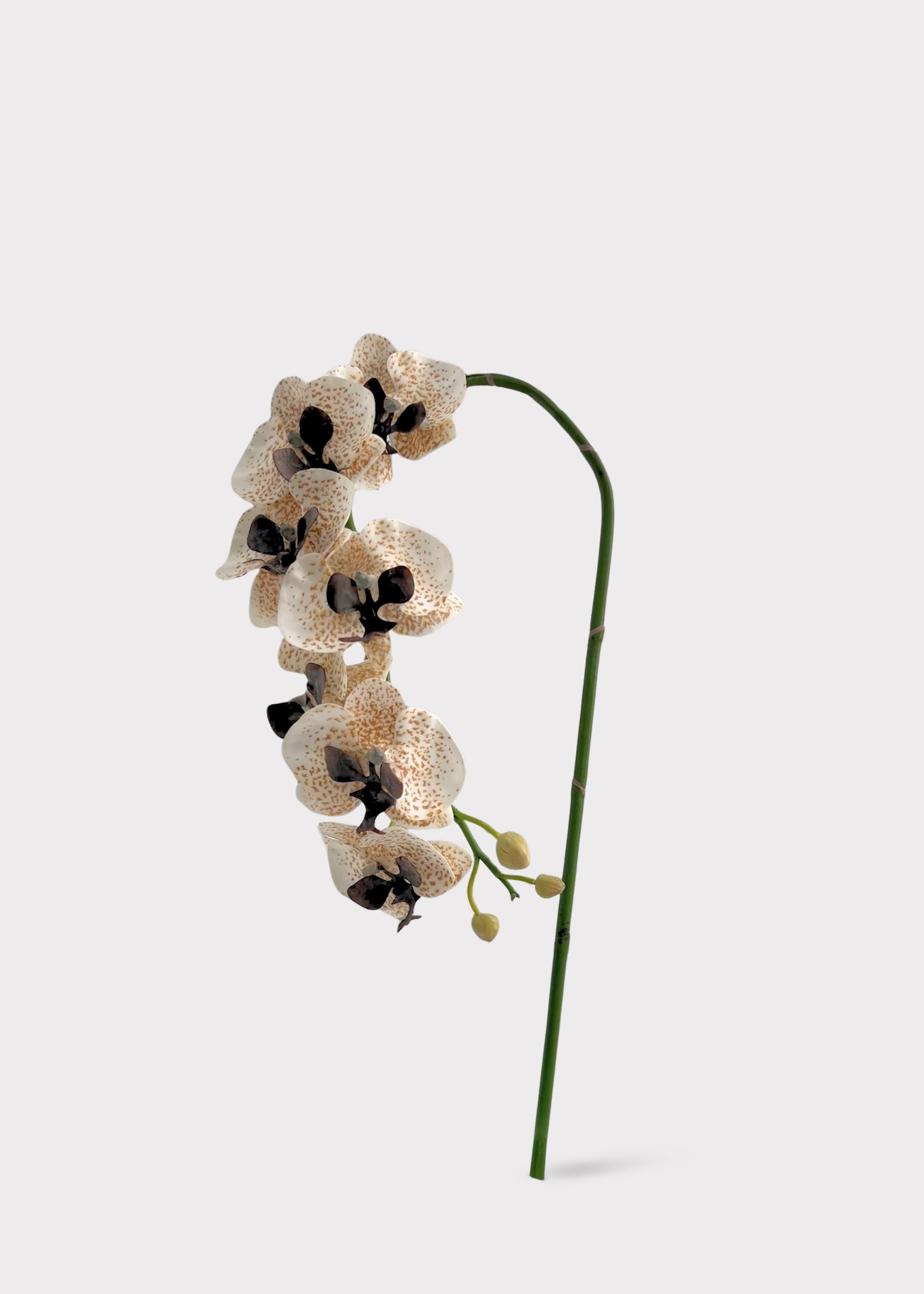 Speckled Cream and Brown Artificial Phalaenopsis Orchid - 36"