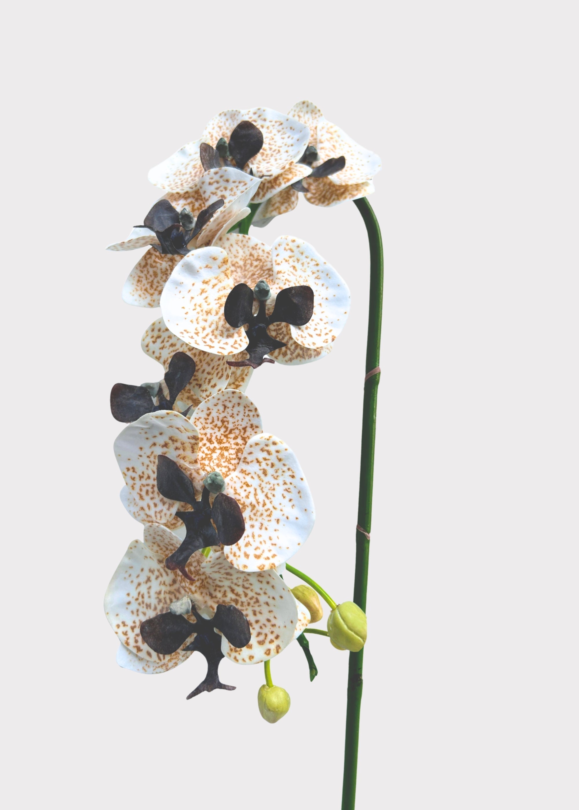 Speckled Cream and Brown Artificial Phalaenopsis Orchid - 36"