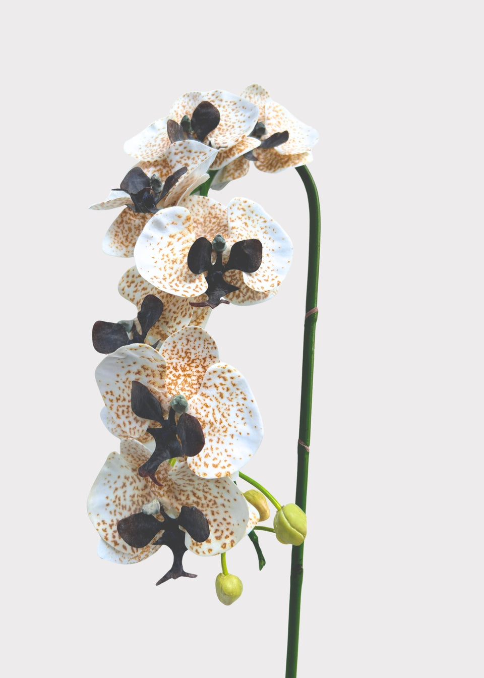 Speckled Cream and Brown Artificial Phalaenopsis Orchid - 36"
