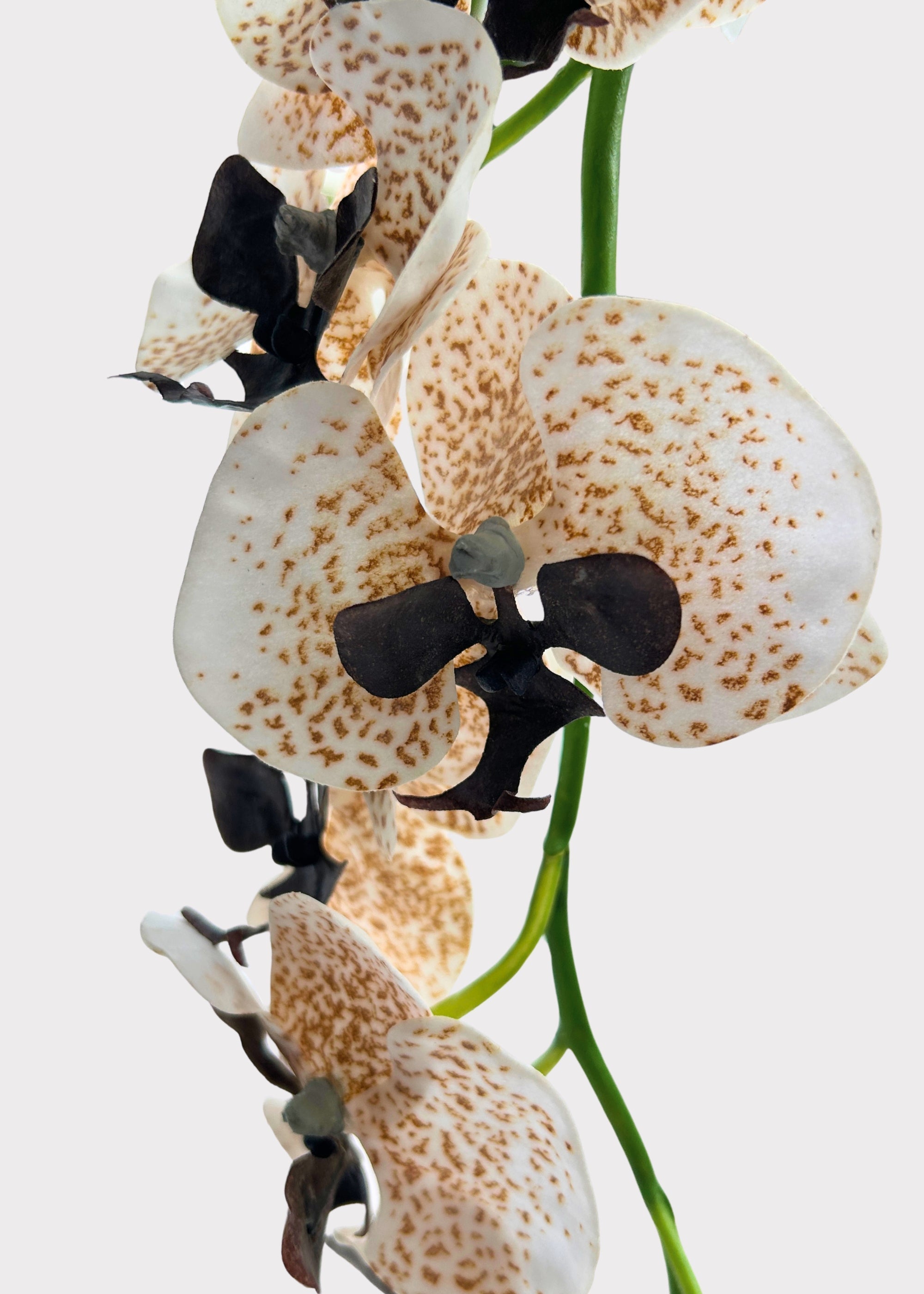 Speckled Cream and Brown Artificial Phalaenopsis Orchid - 36"