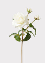 Cream White Real Touch Juliet English Rose - 22"