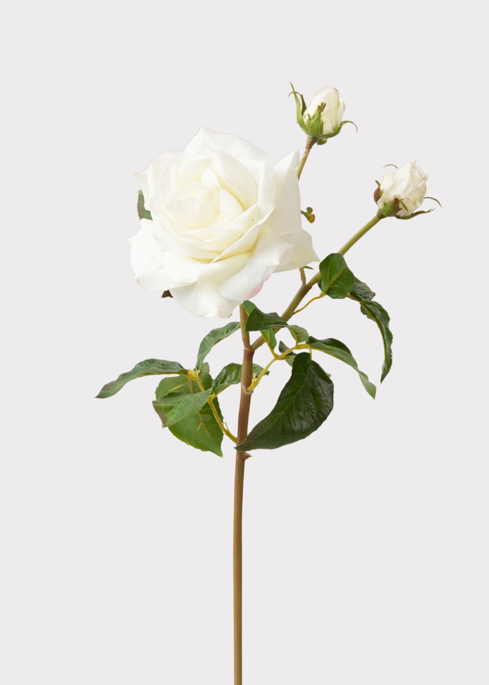 Cream White Real Touch Juliet English Rose - 22"