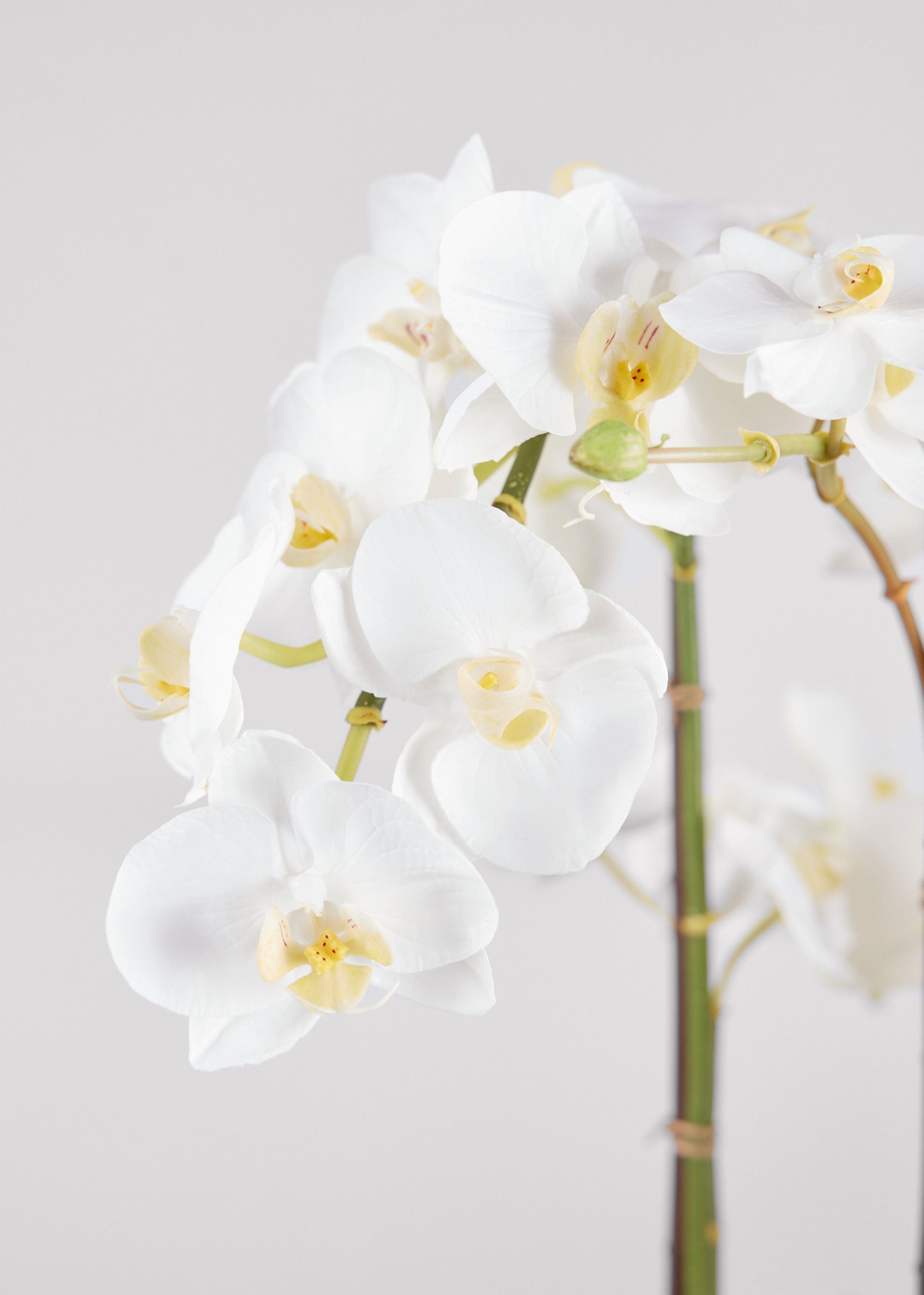 Potted Faux White Orchid Arrangement - 24"