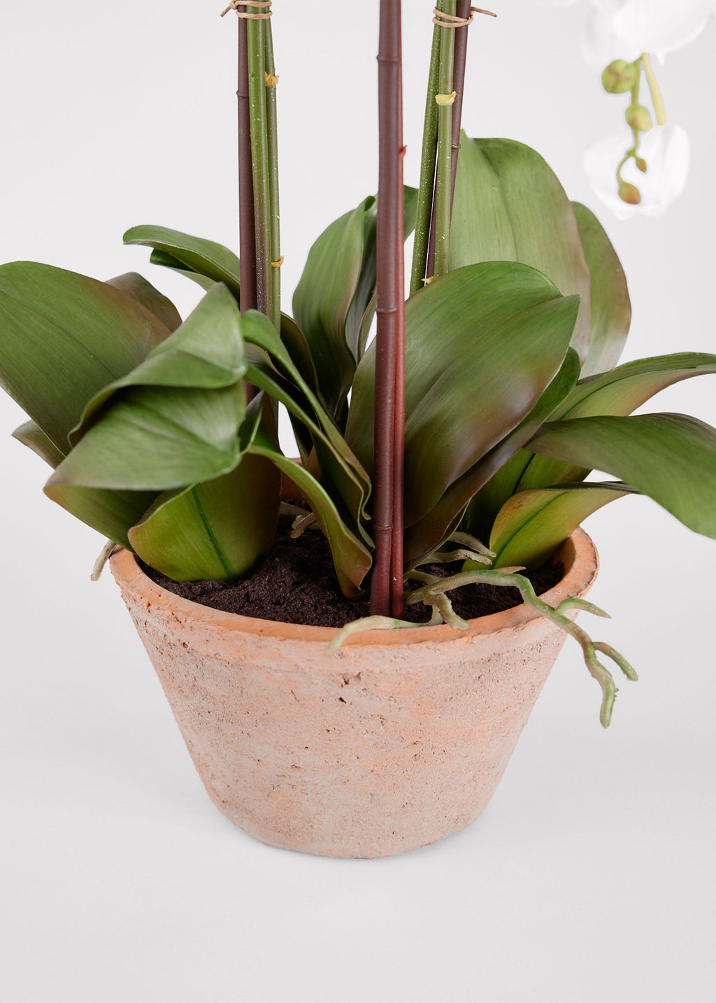 Potted Faux White Orchid Arrangement - 24"
