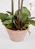 Potted Faux White Orchid Arrangement - 24"