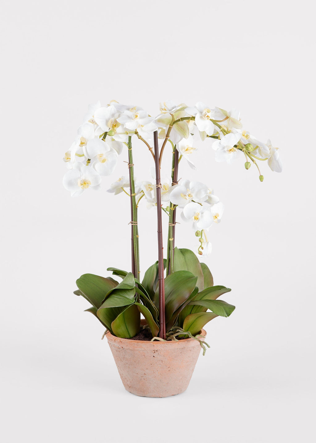 Potted Faux White Orchid Arrangement - 24"