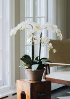 Potted Faux White Orchid Arrangement - 24"
