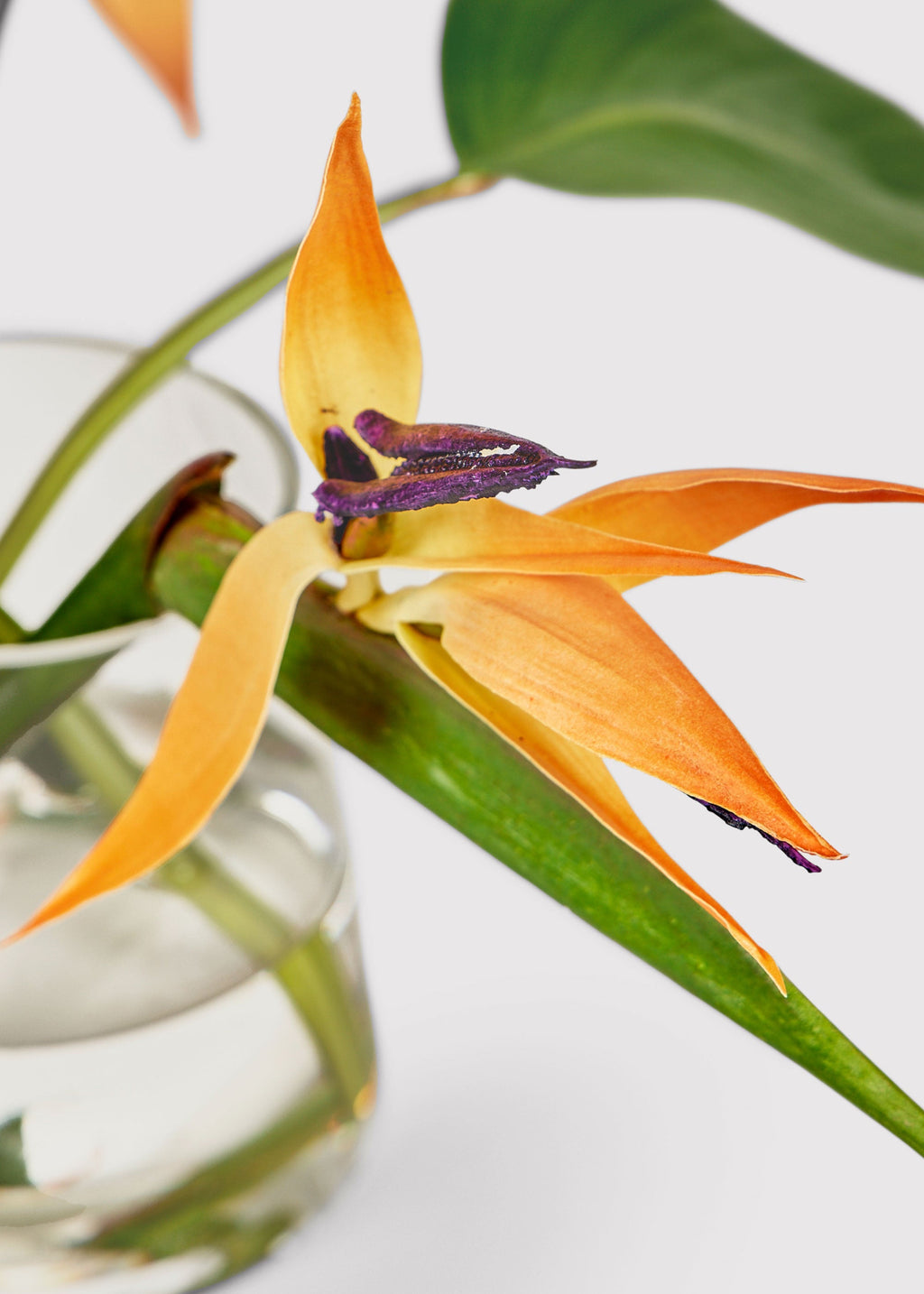 Faux Tropical Bird of Paradise Arrangement in Glass Vase - 11"