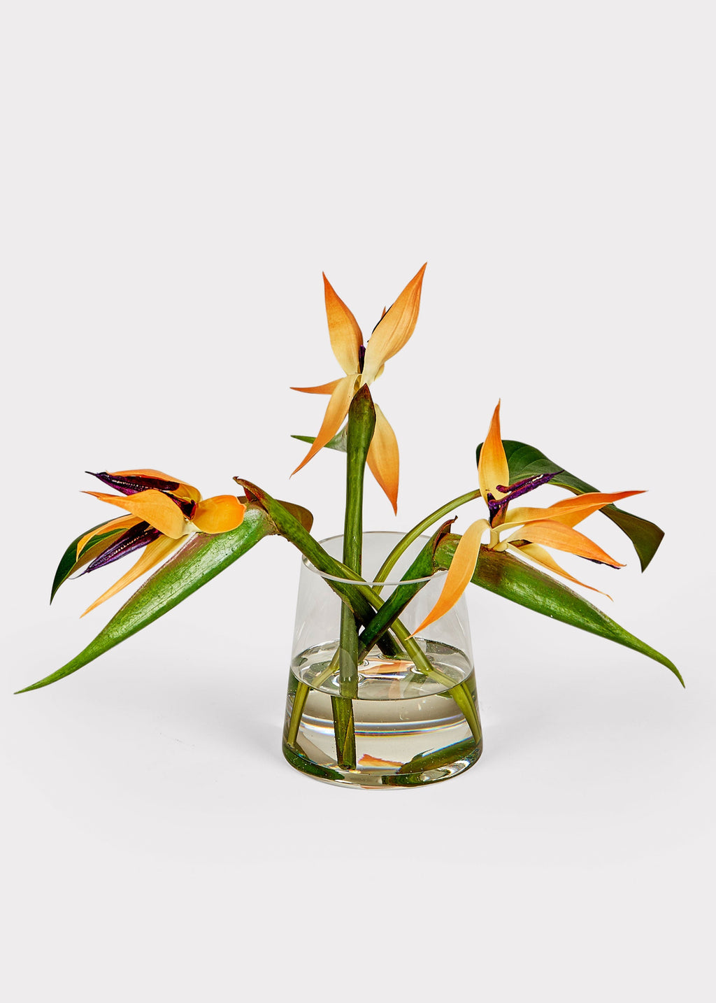Faux Tropical Bird of Paradise Arrangement in Glass Vase - 11"