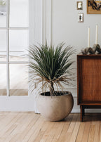 Faux Potted Palm Tree Plant in Cement Planter - 40"
