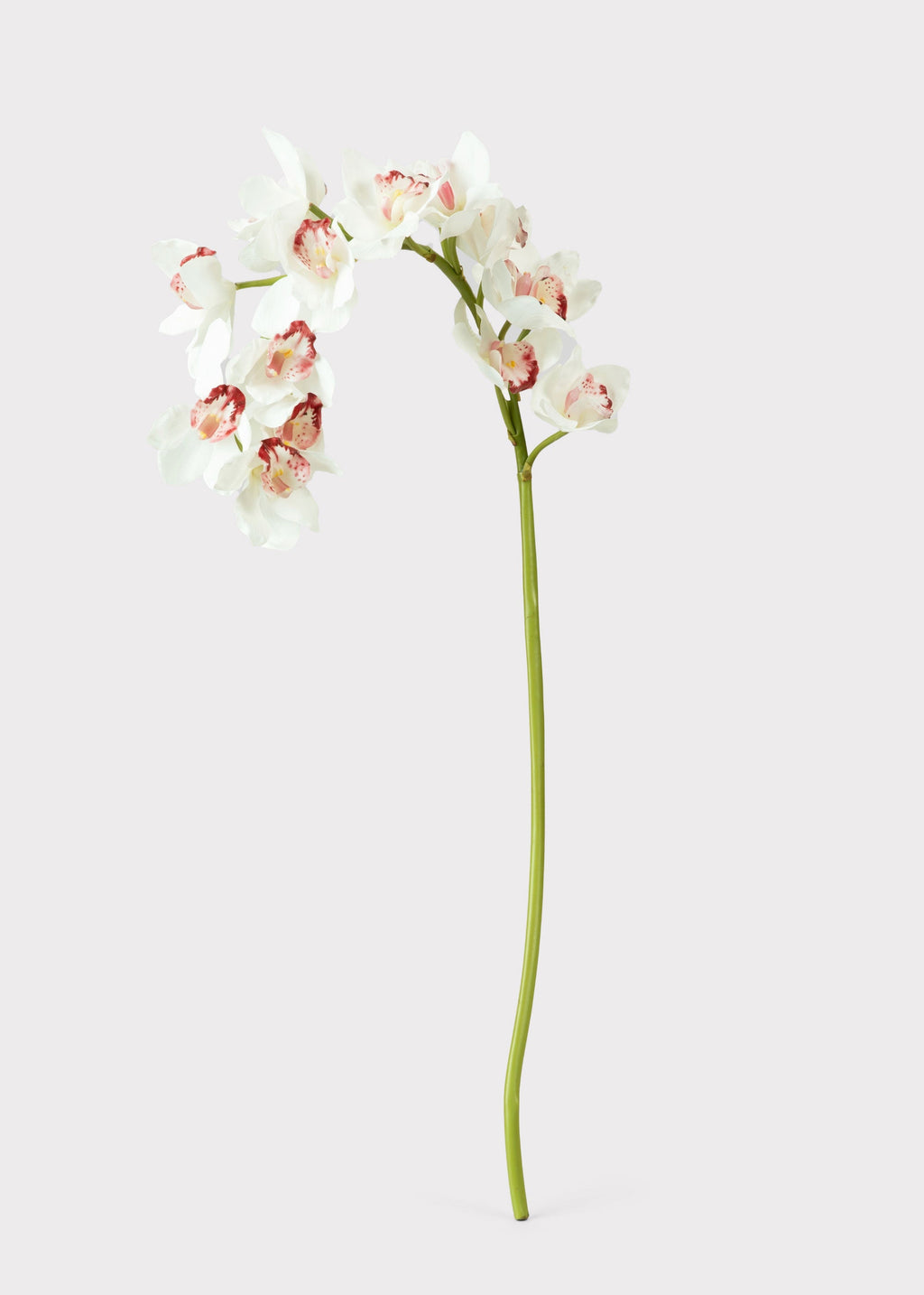 Large Natural Touch Cymbidium Orchid in White - 45"