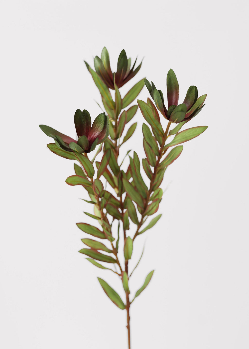 Green Artificial Wild Protea Foliage - 26.25"